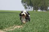 BEARDED COLLIE 256